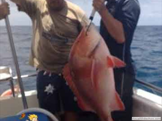 14kg-Red
