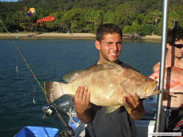 Maori-Cod