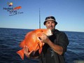 12vlt-First-Red