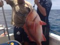 14kg-Red