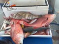 Good-mixed-bag