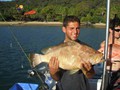 Maori-Cod